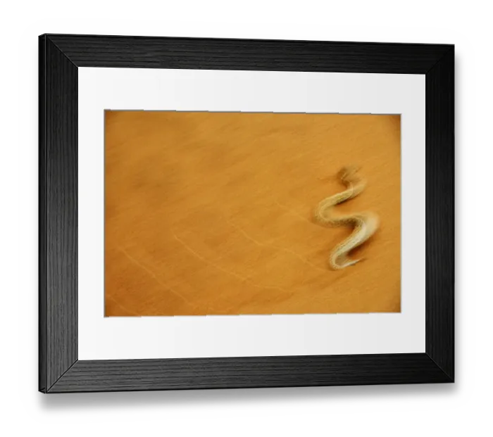 Framed Print : Peringueys desert adder, (Bitis peringueyi), sidewinding on dune, Namib desert Framed Print : Peringueys desert adder, (Bitis peringueyi), sidewinding on dune, Namib desert