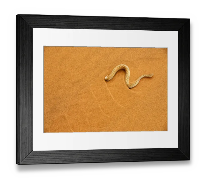 Framed Print : Peringueys desert adder, (Bitis peringueyi), sidewinding on dune, Namib desert