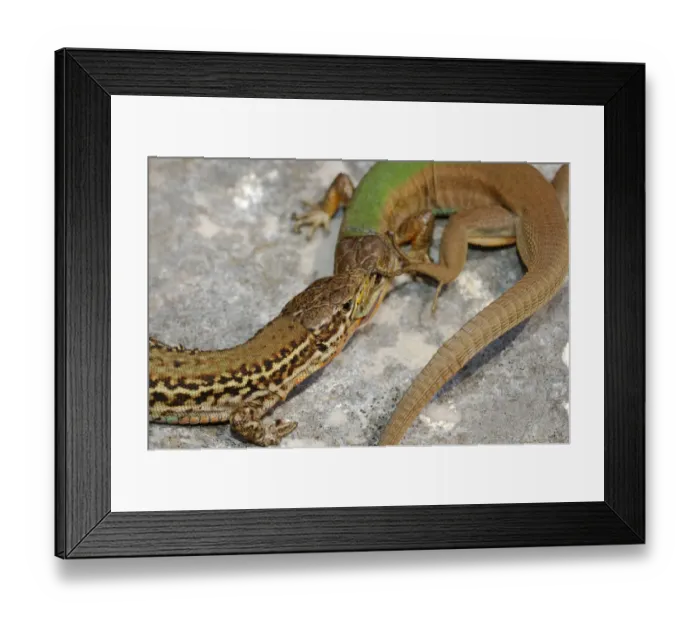 Framed Print : Dalmatian wall lizard, (Podarcis melisellensis), fight between two males with distinct morphs Framed Print : Dalmatian wall lizard, (Podarcis melisellensis), fight between two males with distinct morphs