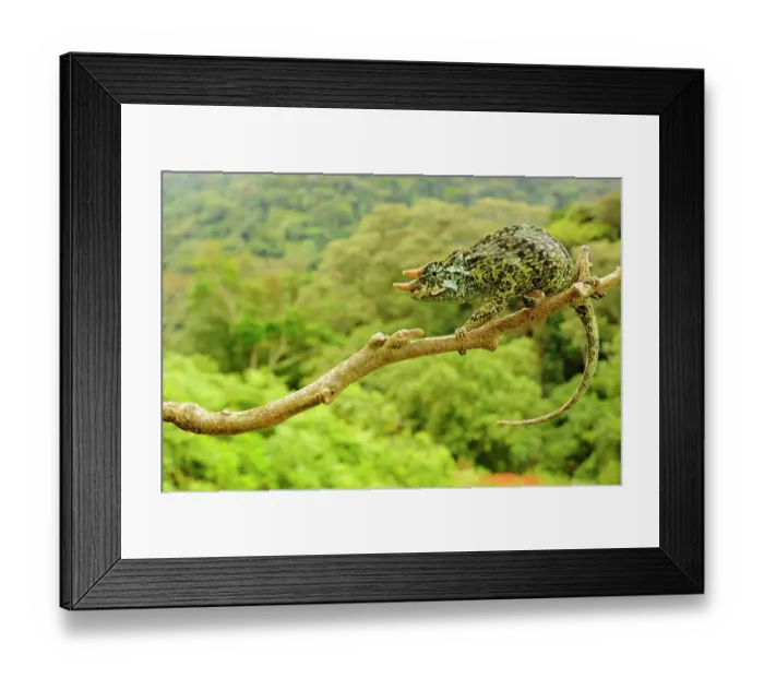 Framed Print : Johnston's three-horned chameleon, (Trioceros johnstoni), male on tree branch, Kahuzi-Biega NP, Democratic Republic of Congo, November. Non-ex Framed Print : Johnston's three-horned chameleon, (Trioceros johnstoni), male on tree branch, Kahuzi-Biega NP, Democratic Republic of Congo, November. Non-ex