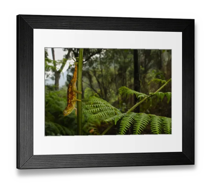 Framed Print : Ruwenzori side-striped chameleon, (Trioceros rudis), hanging from fern, Nyungwe Forest NP Framed Print : Ruwenzori side-striped chameleon, (Trioceros rudis), hanging from fern, Nyungwe Forest NP