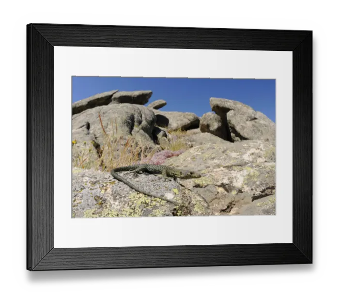 Framed Print : Bedriagas rock lizard, (Archaeolacerta bedriagae), Sardinia, Italy, June. Non-ex