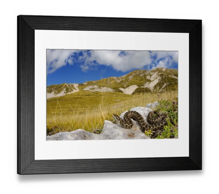 Framed Print : Meadow viper, (Vipera ursinii), basking in alpine meadow, Apennines, Italy, September