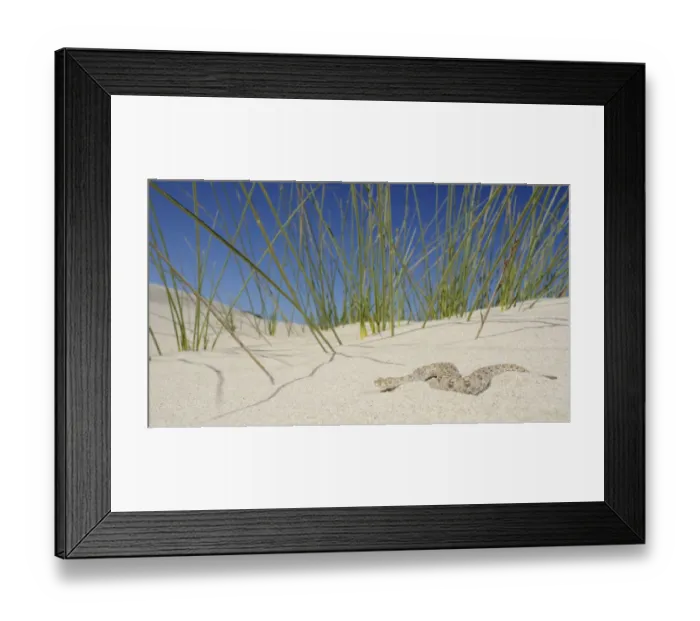 Framed Print : Namaqua dwarf adder, (Bitis schneideri), Little Namaqualand, South Africa, February Framed Print : Namaqua dwarf adder, (Bitis schneideri), Little Namaqualand, South Africa, February