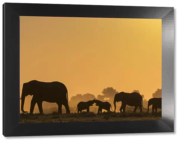African elephants (Loxodonta africana) herd silhouetted at sunset. Chobe National Park, Botswana