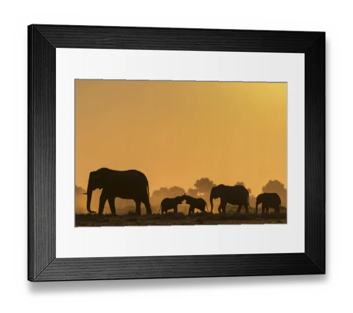 Framed Print : African elephants (Loxodonta africana) herd silhouetted at sunset. Chobe National Park, Botswana Framed Print : African elephants (Loxodonta africana) herd silhouetted at sunset. Chobe National Park, Botswana