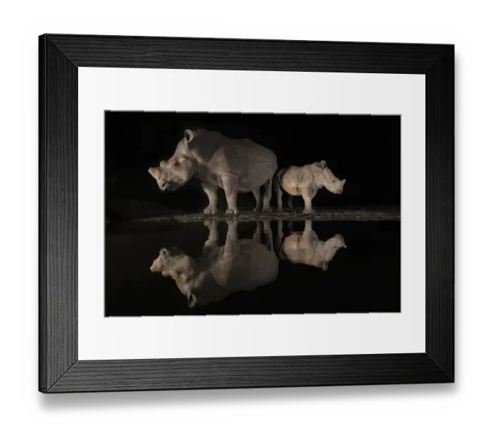 Framed Print : White rhino (Ceratotherium simum) female and calf looking in opposite directions Framed Print : White rhino (Ceratotherium simum) female and calf looking in opposite directions