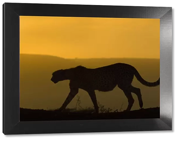 Cheetah (Acinonyx jubatus) walking, silhouetted at dusk. Zimanga private game reserve