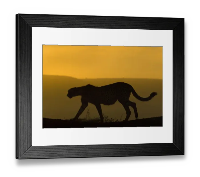 Framed Print : Cheetah (Acinonyx jubatus) walking, silhouetted at dusk. Zimanga private game reserve