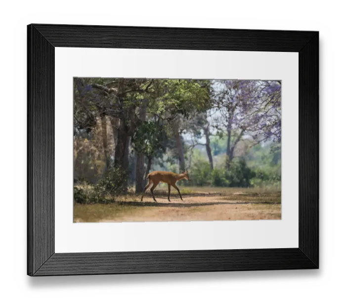 Framed Print : Marsh deer (Blastocerus dichotomus) walking across track in forest. Pantanal, Mato Grosso, Brazil Framed Print : Marsh deer (Blastocerus dichotomus) walking across track in forest. Pantanal, Mato Grosso, Brazil