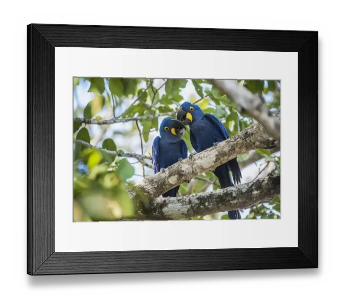 Framed Print : Hyacinth macaw (Anodorhynchus hyacinthinus) pair in courtship, perched in tree. Mato Grosso forest Framed Print : Hyacinth macaw (Anodorhynchus hyacinthinus) pair in courtship, perched in tree. Mato Grosso forest