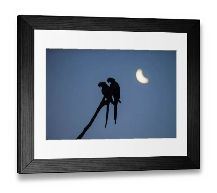 Framed Print : Hyacinth macaw (Anodorhynchus hyacinthinus) pair perched on branch, silhouetted under Framed Print : Hyacinth macaw (Anodorhynchus hyacinthinus) pair perched on branch, silhouetted under