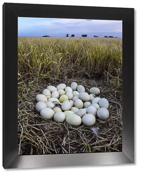 Greater rhea (Rhea americana) nest with many eggs, at edge of arable field. Patagonia, Argentina