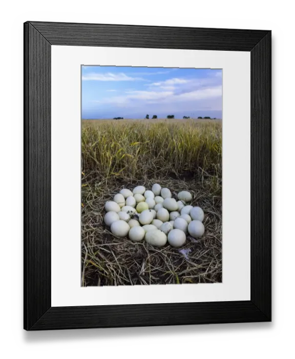 Framed Print : Greater rhea (Rhea americana) nest with many eggs, at edge of arable field. Patagonia, Argentina Framed Print : Greater rhea (Rhea americana) nest with many eggs, at edge of arable field. Patagonia, Argentina