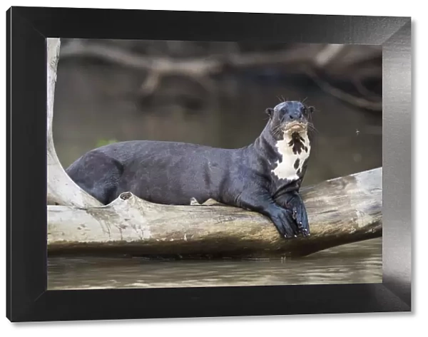 Giant river otter (Pteronura brasiliensis) resting on fallen tree trunk above Cuiaba River