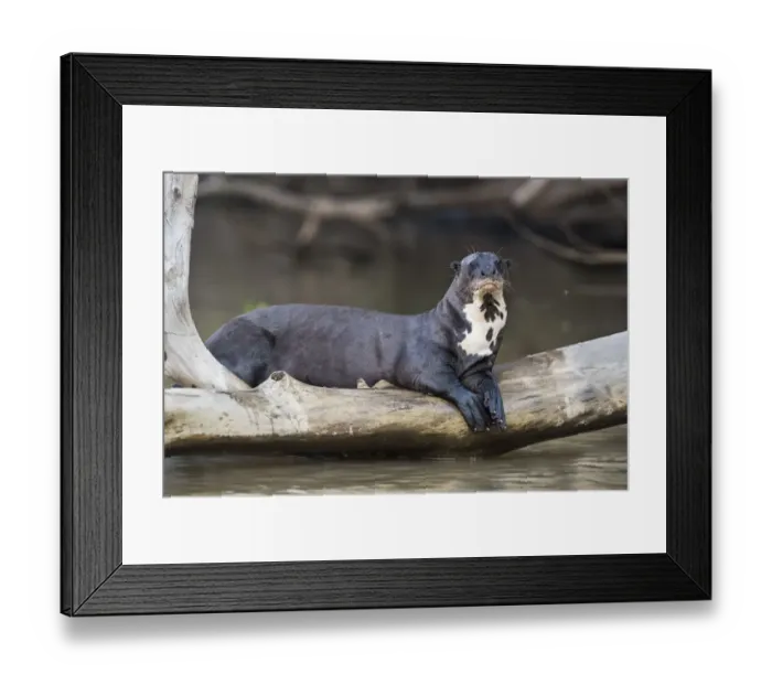 Framed Print : Giant river otter (Pteronura brasiliensis) resting on fallen tree trunk above Cuiaba River Framed Print : Giant river otter (Pteronura brasiliensis) resting on fallen tree trunk above Cuiaba River