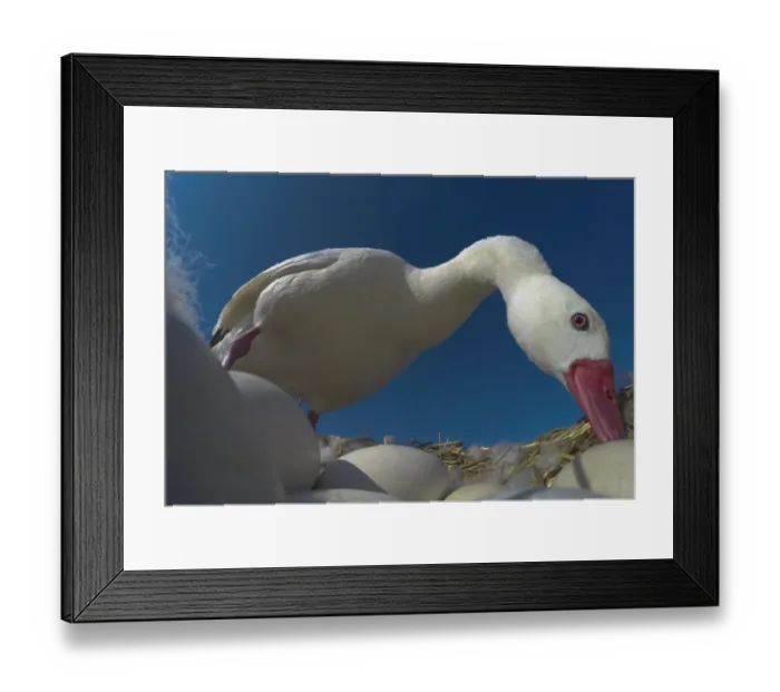 Framed Print : Coscoroba swan (Coscoroba coscoroba) at nest with eggs. La Pampa, Patagonia, Argentina Framed Print : Coscoroba swan (Coscoroba coscoroba) at nest with eggs. La Pampa, Patagonia, Argentina