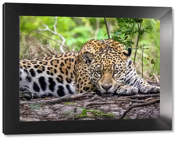 Wild Jaguar (Panthera onca), Endangered, Cuiaba River, Pantanal, Mato Grosso, Brazil