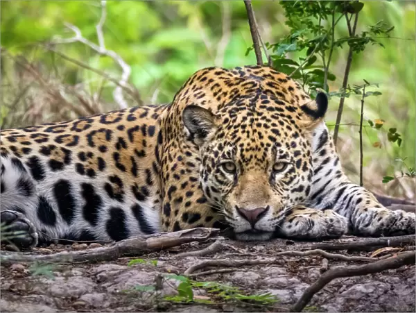 Wild Jaguar (Panthera onca), Endangered, Cuiaba River, Pantanal, Mato Grosso, Brazil