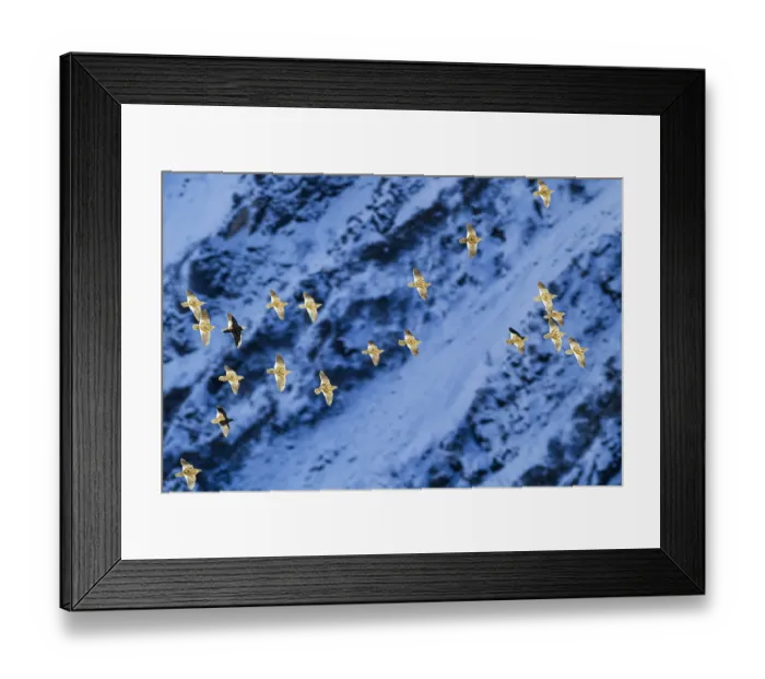 Framed Print : Snow partridge (Lerwa lerwa) flock flying past snowy rockface, in evening light Framed Print : Snow partridge (Lerwa lerwa) flock flying past snowy rockface, in evening light