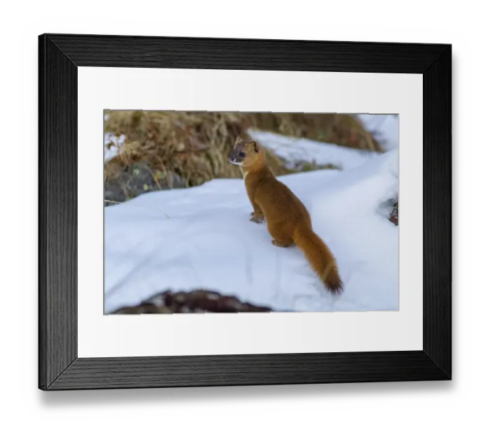 Framed Print : Siberian weasel (Mustela sibirica) standing in snow. Jiudingshan Nature Reserve, Mao Country