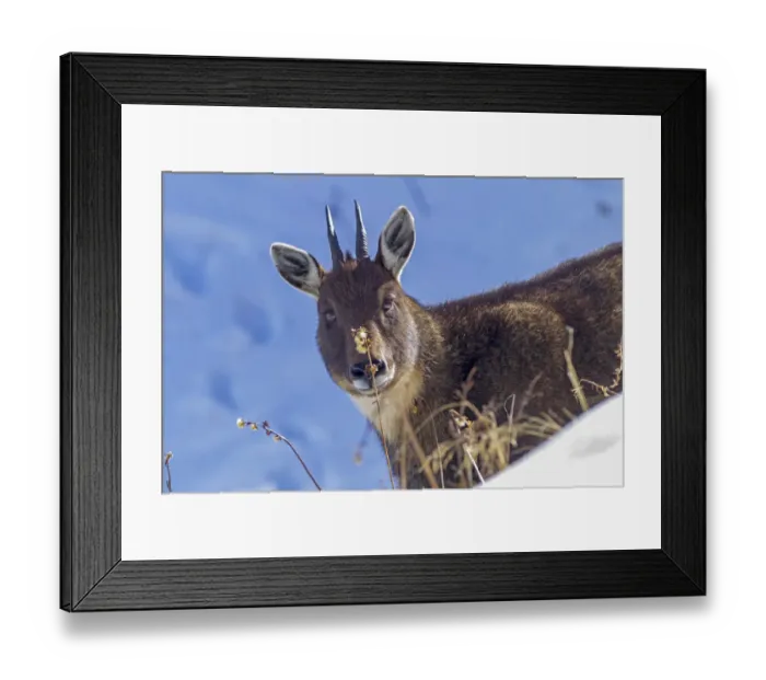 Framed Print : Chinese goral (Naemorhedus griseus) in snow. Jiudingshan Nature Reserve, Mao Country Framed Print : Chinese goral (Naemorhedus griseus) in snow. Jiudingshan Nature Reserve, Mao Country