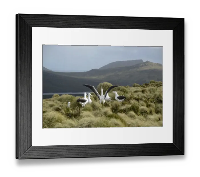 Framed Print : Southern royal albatross (Diomedea epomophora) sub-adults, group displaying in tussock grassland