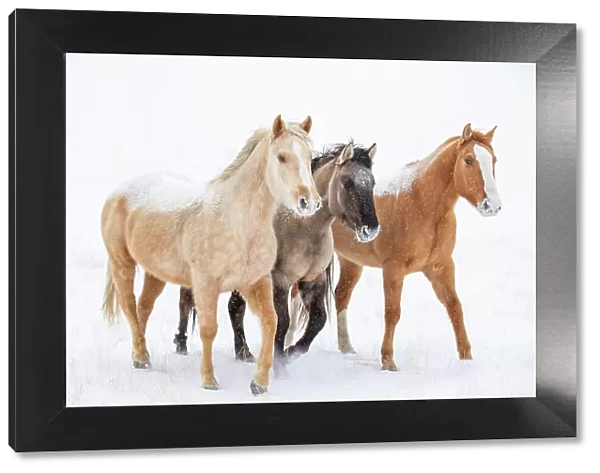 American quarter horse, three standing in snow. Alberta, Canada. February