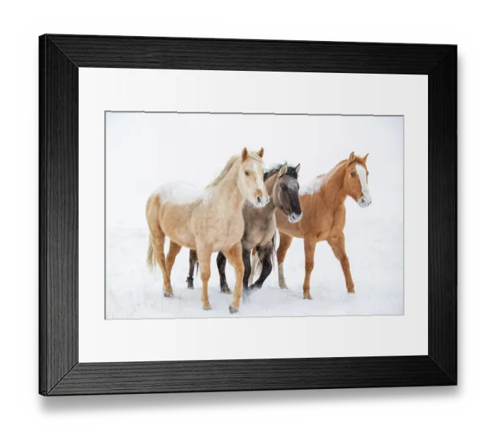 Framed Print : American quarter horse, three standing in snow. Alberta, Canada. February Framed Print : American quarter horse, three standing in snow. Alberta, Canada. February