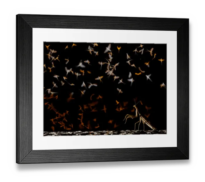 Framed Print : European mantis (Mantis religiosa) hunting swarming Pale burrower mayfly (Ephoron virgo) Framed Print : European mantis (Mantis religiosa) hunting swarming Pale burrower mayfly (Ephoron virgo)