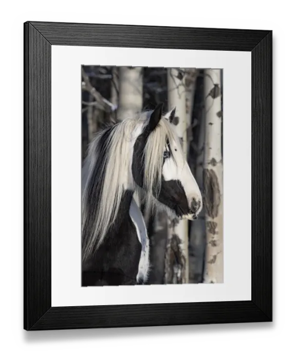 Framed Print : American quarter horse standing in forest, portrait. Alberta, Canada. February Framed Print : American quarter horse standing in forest, portrait. Alberta, Canada. February