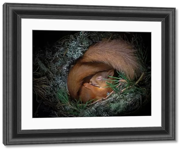 Red squirrel (Sciurus vulgaris), two curled up asleep in drey inside nest box. Nest of lichen and Pine needles. Highlands, Scotland, UK. Medium repro only