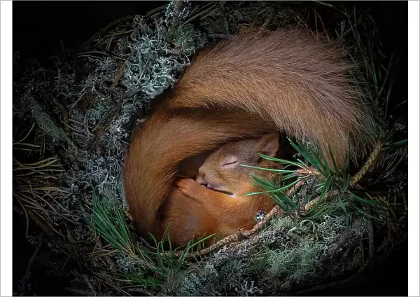 Red squirrel (Sciurus vulgaris), two curled up asleep in drey inside nest box. Nest of lichen and Pine needles. Highlands, Scotland, UK. Medium repro only