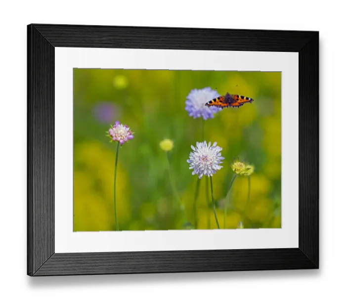 Framed Print : Small tortoiseshell (Aglais urticae) butterfly flying amongst Scabious (Knautia arvensis Framed Print : Small tortoiseshell (Aglais urticae) butterfly flying amongst Scabious (Knautia arvensis