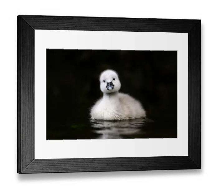 Framed Print : Mute swan (Cygnus olor) cygnet swimming, cocking head. Barnes, London, England, UK Framed Print : Mute swan (Cygnus olor) cygnet swimming, cocking head. Barnes, London, England, UK