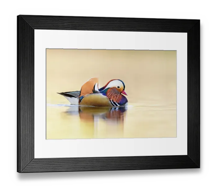 Framed Print : Mandarin duck (Aix galericulata) reflected in water. Richmond Park, London, England, UK Framed Print : Mandarin duck (Aix galericulata) reflected in water. Richmond Park, London, England, UK