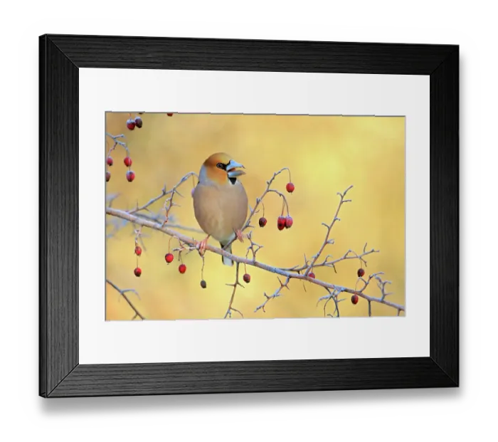 Framed Print : Hawfinch (Coccothraustes coccothraustes) perched on branch amongst Hawthorn (Crataegus sp) berries. Sierra de Grazalema Natural Park, Cadiz, Spain. February Framed Print : Hawfinch (Coccothraustes coccothraustes) perched on branch amongst Hawthorn (Crataegus sp) berries. Sierra de Grazalema Natural Park, Cadiz, Spain. February