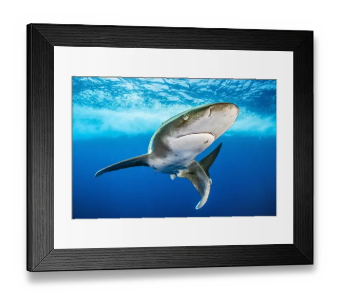 Framed Print : Oceanic whitetip shark (Carcharhinus longimanus) swimming close to surface Framed Print : Oceanic whitetip shark (Carcharhinus longimanus) swimming close to surface