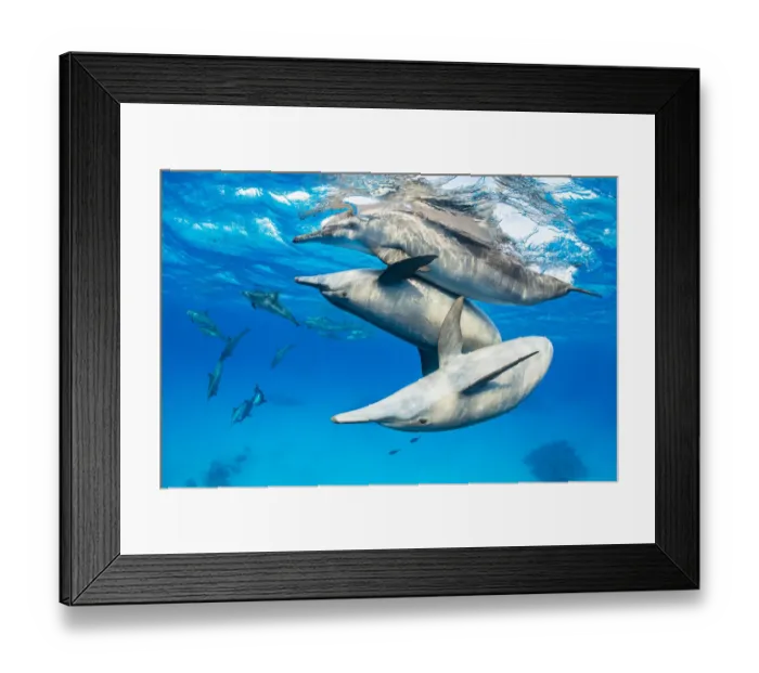 Framed Print : Spinner dolphin (Stenella longirostris) pod socialising close to surface