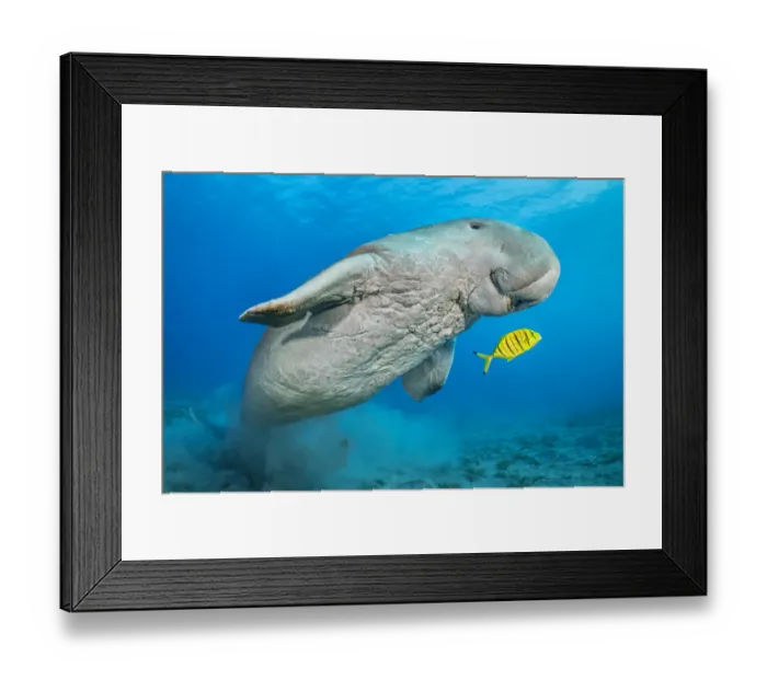 Framed Print : Dugong (Dugong dugon) male and juvenile Golden trevally (Gnathanodon speciosus