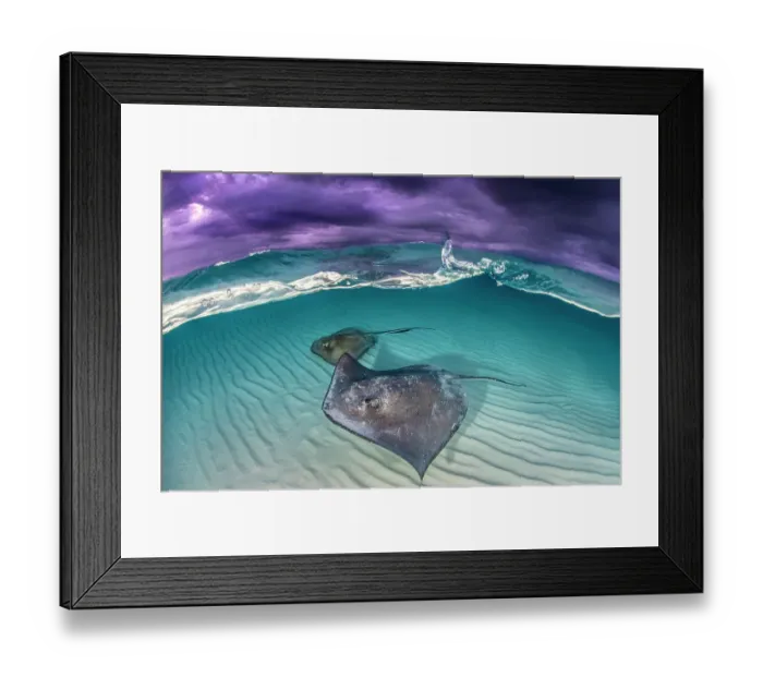 Framed Print : Southern stingray (Dasyatis americana) two swimming over sand bar, under stormy sky. Grand Cayman, Cayman Islands. British West Indies Framed Print : Southern stingray (Dasyatis americana) two swimming over sand bar, under stormy sky. Grand Cayman, Cayman Islands. British West Indies