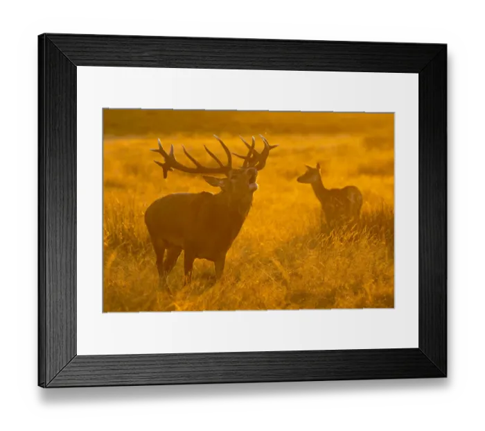 Framed Print : Red deer (Cervus elaphus) stag bellowing during rut in grassland, doe in background Framed Print : Red deer (Cervus elaphus) stag bellowing during rut in grassland, doe in background