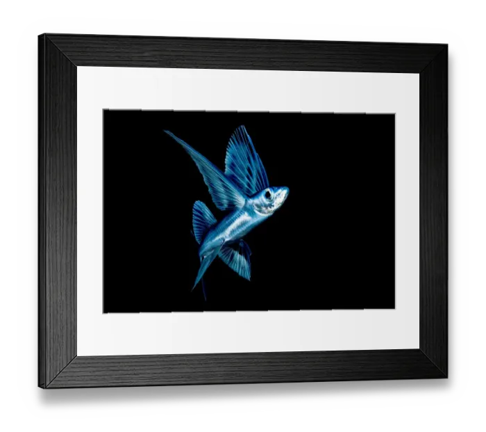 Framed Print : Flying fish (Exocoetidae) in Sargasso Sea, Atlantic Ocean Framed Print : Flying fish (Exocoetidae) in Sargasso Sea, Atlantic Ocean