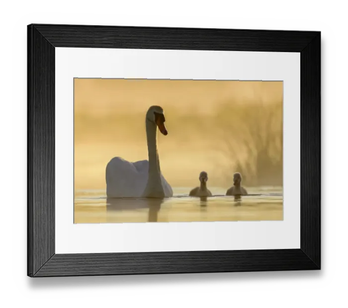 Framed Print : Mute swan (Cygnus olor) swimming with cygnets in misty lake in morning light. Richmond Park Framed Print : Mute swan (Cygnus olor) swimming with cygnets in misty lake in morning light. Richmond Park