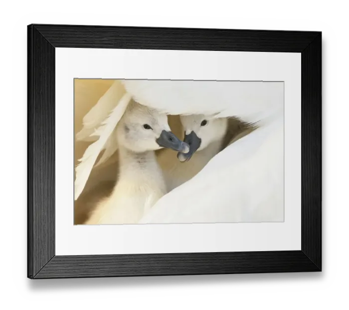 Framed Print : Mute swan (Cygnus olor), two cygnets sheltering under parent's wing. Richmond Park, London, England, UK. April Framed Print : Mute swan (Cygnus olor), two cygnets sheltering under parent's wing. Richmond Park, London, England, UK. April