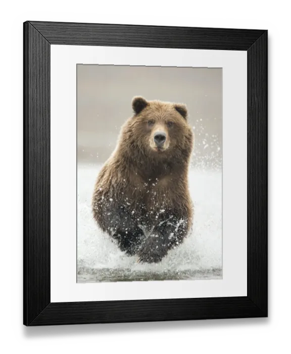 Framed Print : Grizzly bear (Ursus arctos) running through water, Lake Clark National Park, Alaska