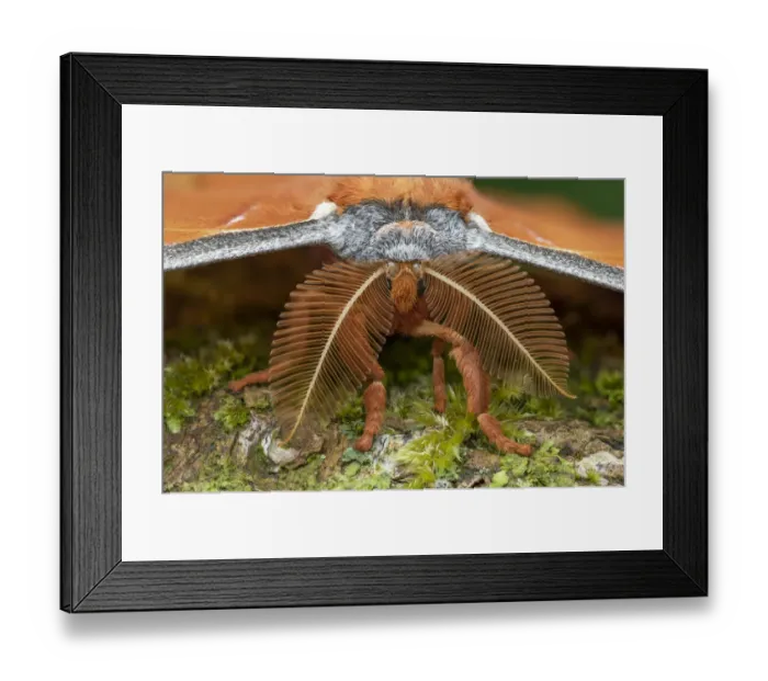 Framed Print : Tussah moth (Antheraea godmani) close-up of head and bipectinate antennae. Santa Clara Framed Print : Tussah moth (Antheraea godmani) close-up of head and bipectinate antennae. Santa Clara