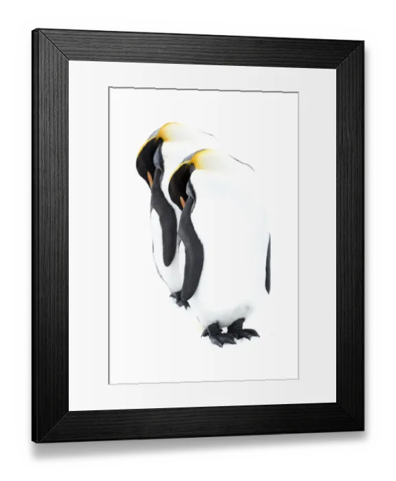 Framed Print : King penguin (Aptenodytes patagonicus), two sleeping on snow. Grytviken, South Georgia Framed Print : King penguin (Aptenodytes patagonicus), two sleeping on snow. Grytviken, South Georgia