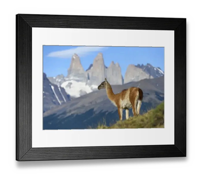 Framed Print : Guanaco (Lama guanicoe) standing, towers of Torres del Paine National Park in background Framed Print : Guanaco (Lama guanicoe) standing, towers of Torres del Paine National Park in background
