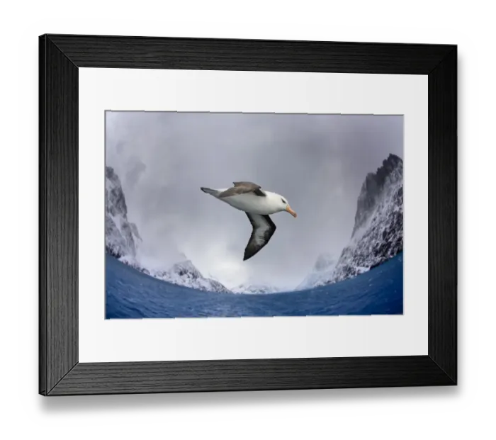 Framed Print : Black-browed albatross (Thalassarche melanophris) flying over South Atlantic. Cooper Bay Framed Print : Black-browed albatross (Thalassarche melanophris) flying over South Atlantic. Cooper Bay